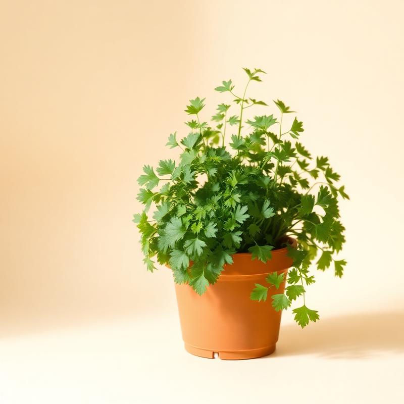 Coriander