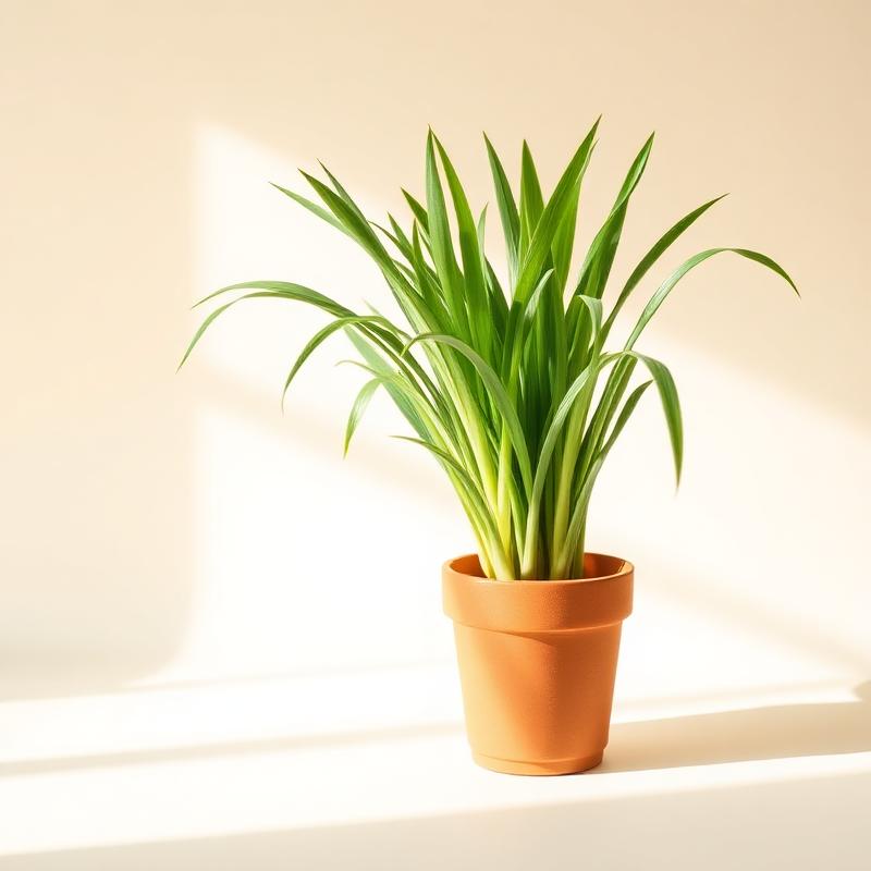 Lemongrass